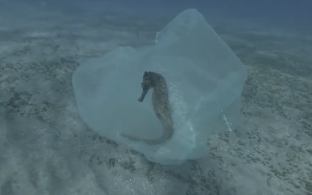 Oceanos sem Plástico